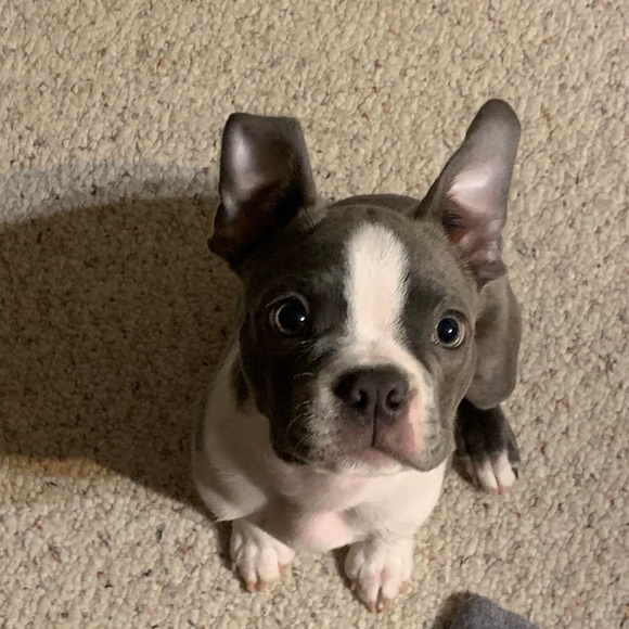 Meet your Posher, Nicole - Picture 1 of 1